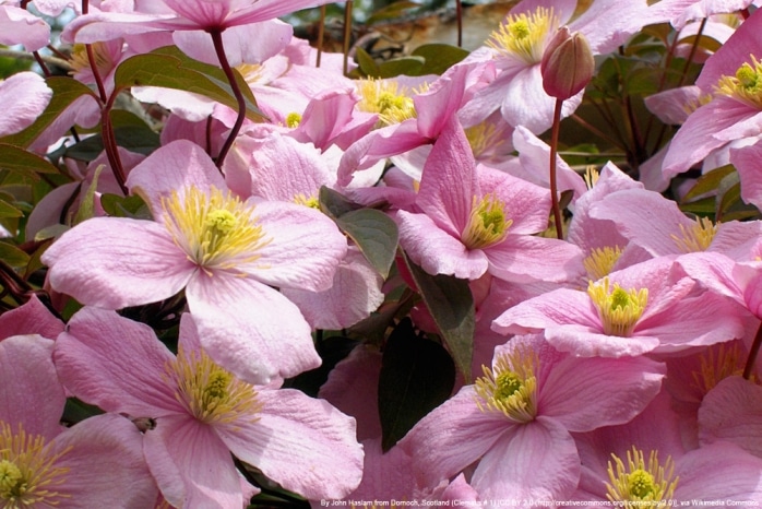 Clematis 'Montana rubens' - Bergwaldrebe