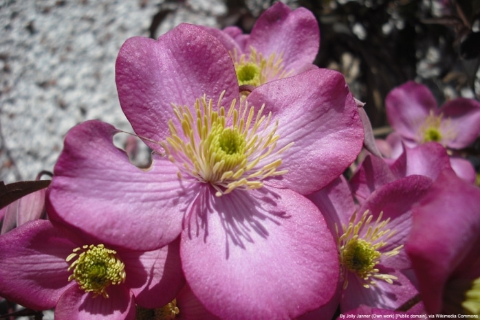 Clematis 'Montana' Rubens - Bergwaldrebe