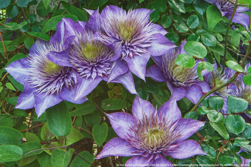 Clematis 'Multi blue' - Waldrebe