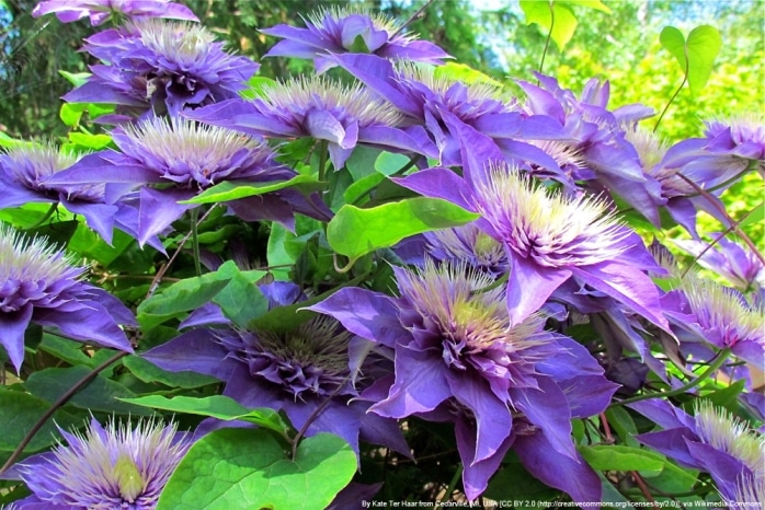 Clematis 'Multi blue' - Waldrebe