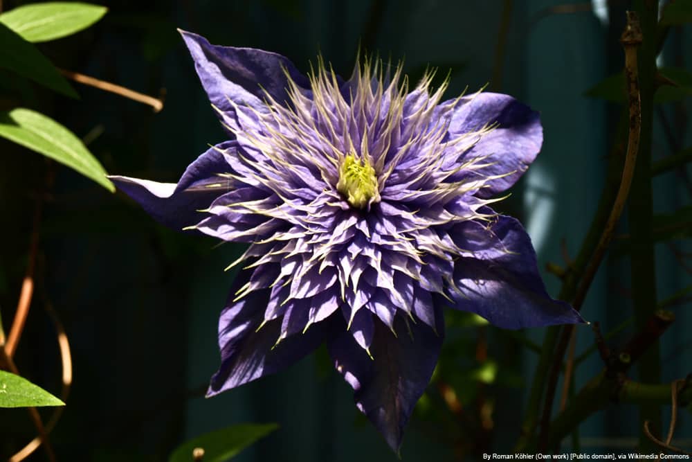 Clematis 'Multi blue' - Waldrebe