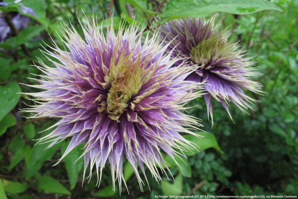 Clematis 'Multi blue' - Waldrebe