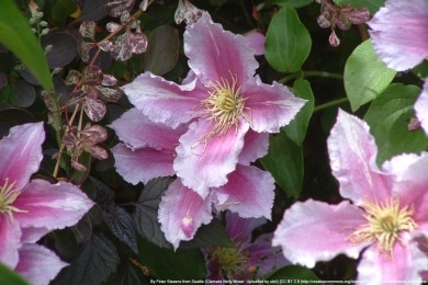 Clematis 'Piilu' - Waldrebe