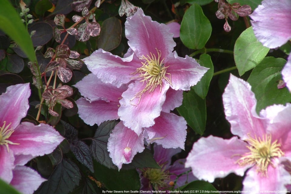 Clematis armandii PflegeAnleitung und immergrüne Sorten