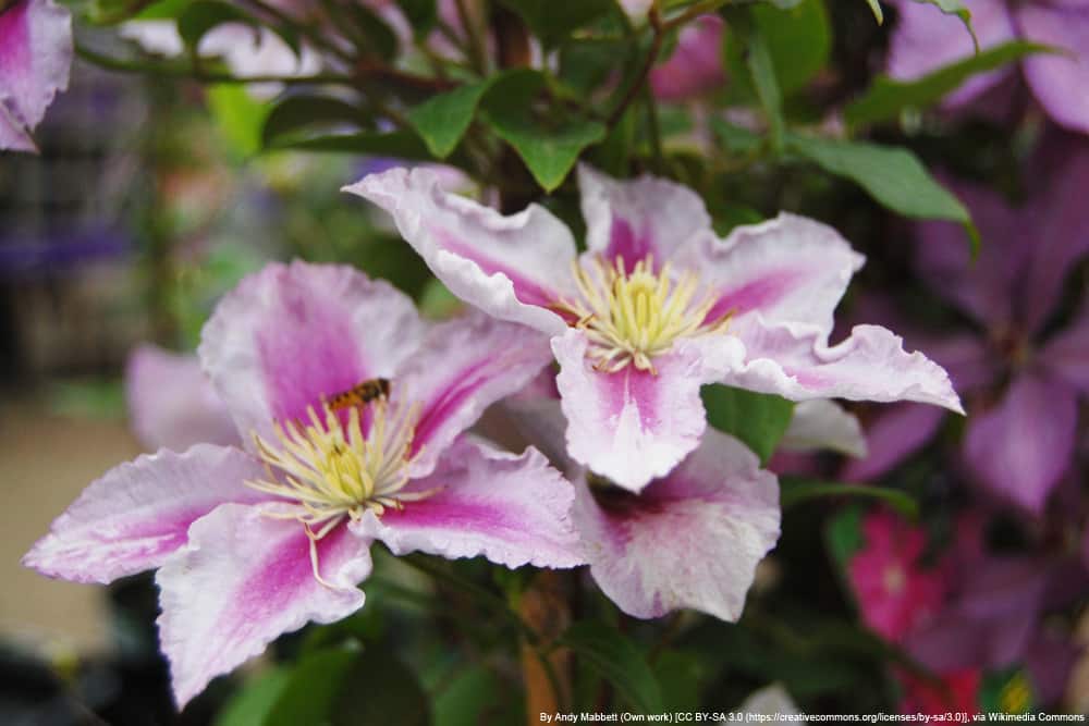 Clematis 'Piilu' - Waldrebe