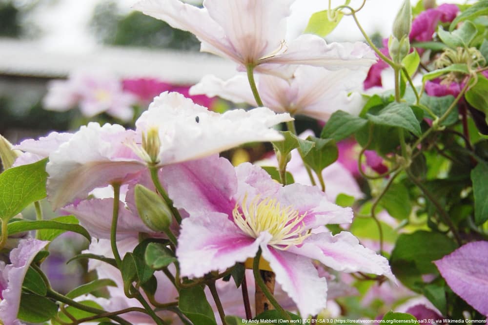 Clematis 'Piilu' - Waldrebe