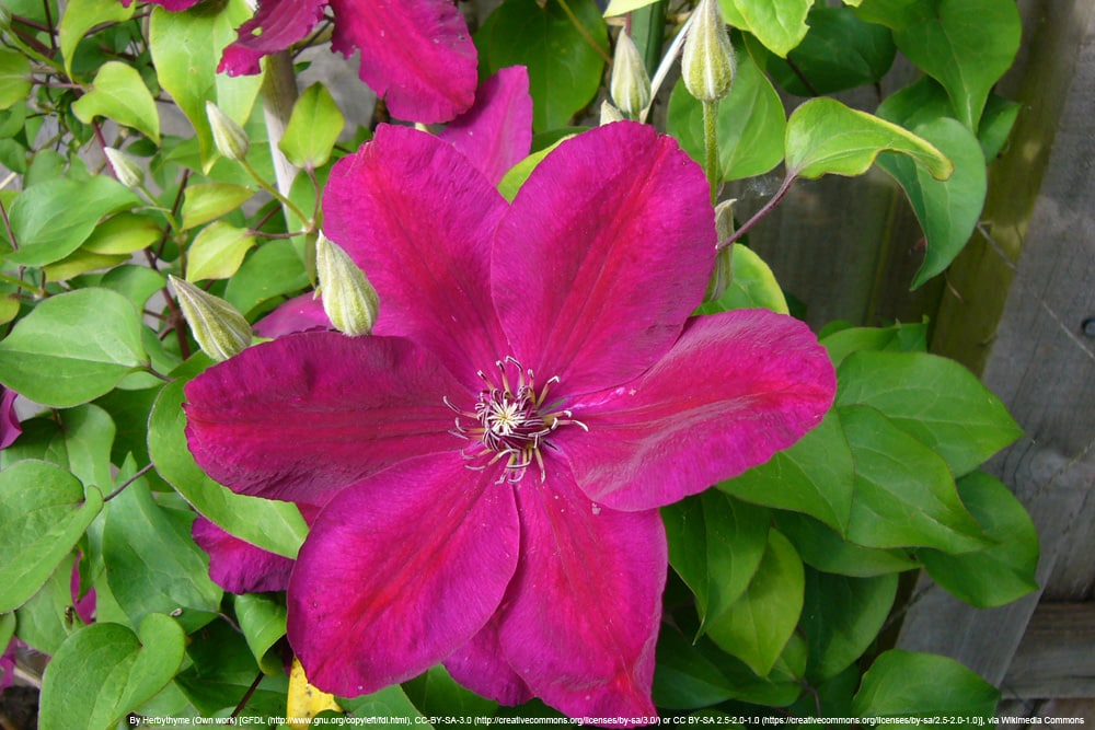 Clematis 'Rouge Cardinal' - Waldrebe