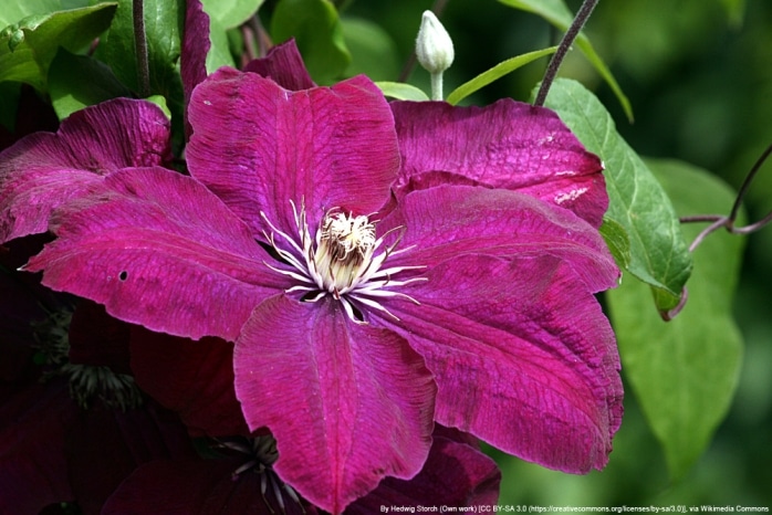 Clematis 'Rouge cardinal' - Waldrebe