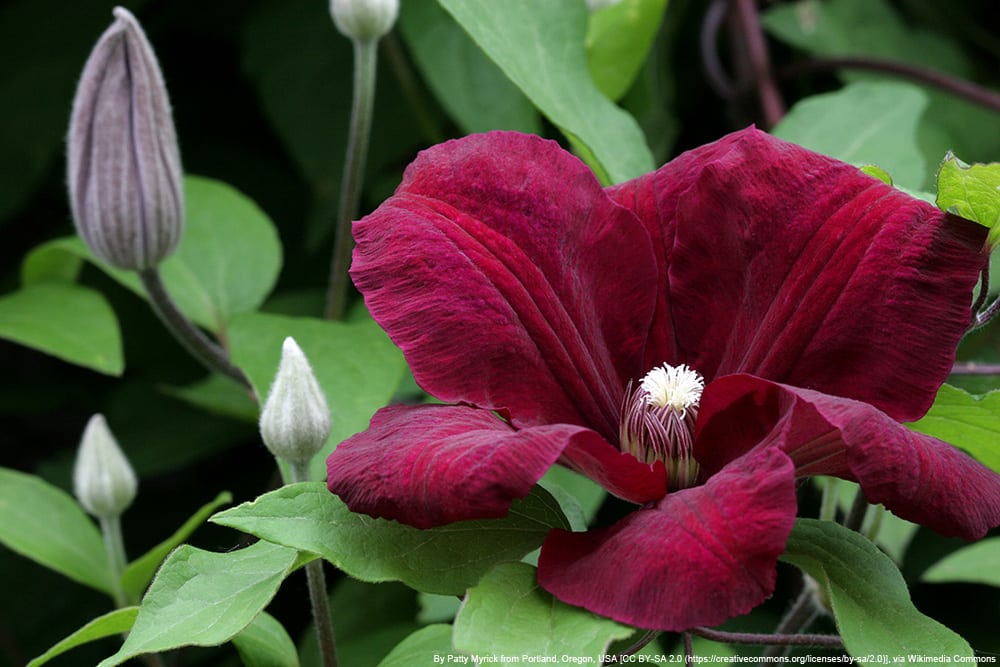 Clematis 'Rouge Cardinal' - Waldrebe