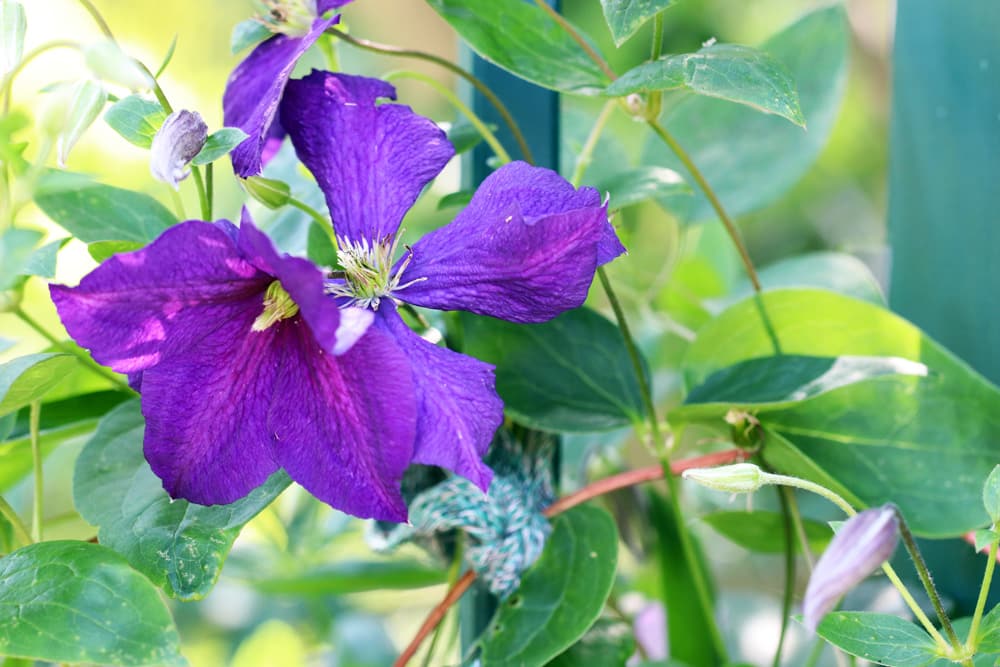 Clematis 'The President' - Waldrebe