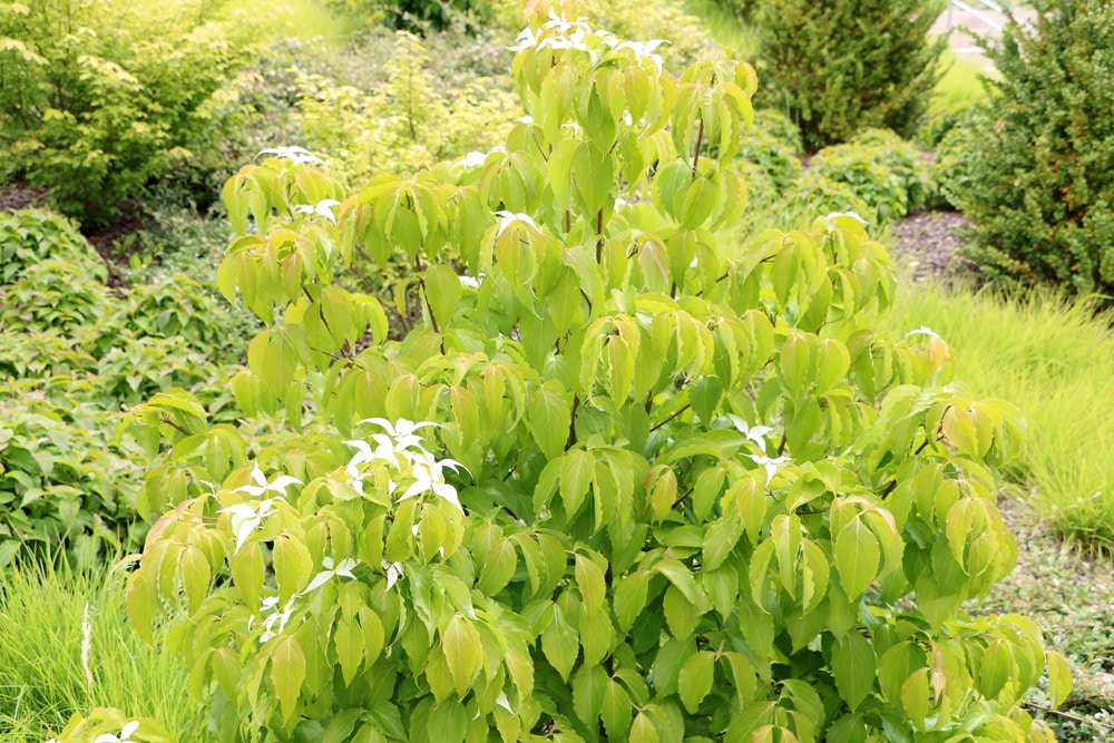 Cornus kousa - Blumenhartriegel