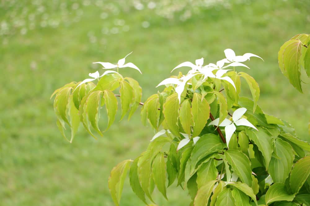 Cornus kousa - Blumenhartriegel