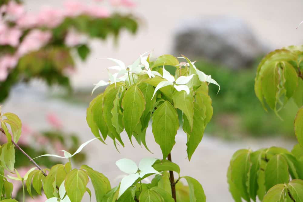 Cornus kousa - Blumenhartriegel