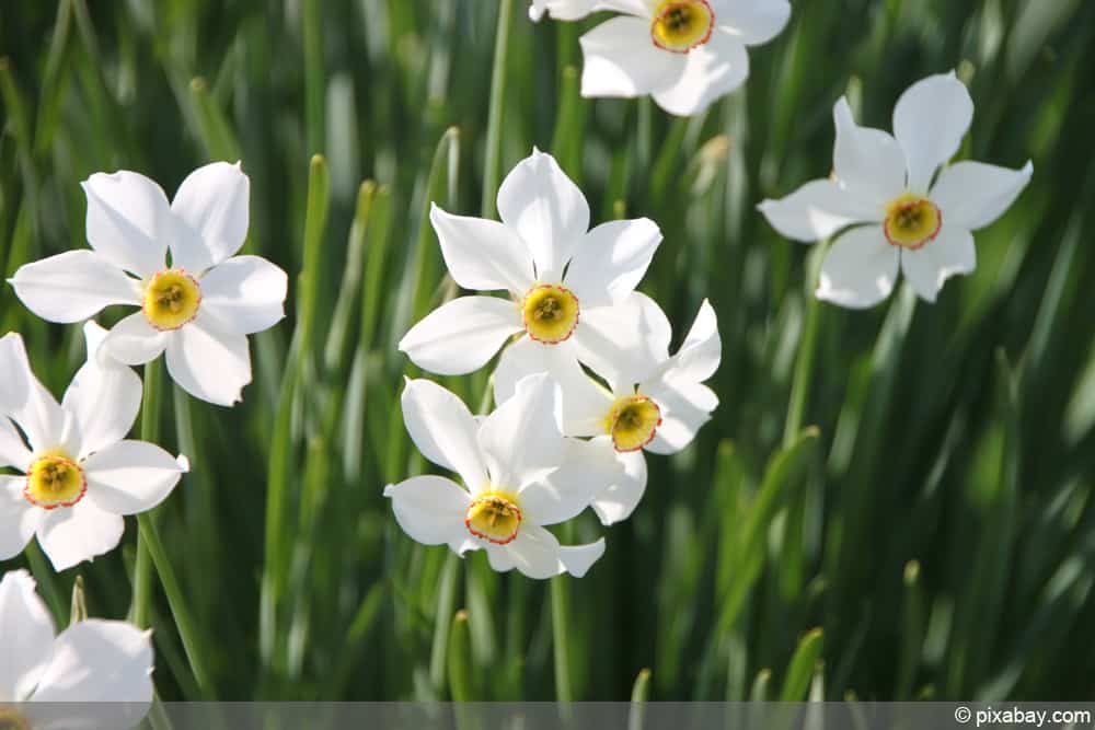Dichternarzisse - Narcissus poeticus
