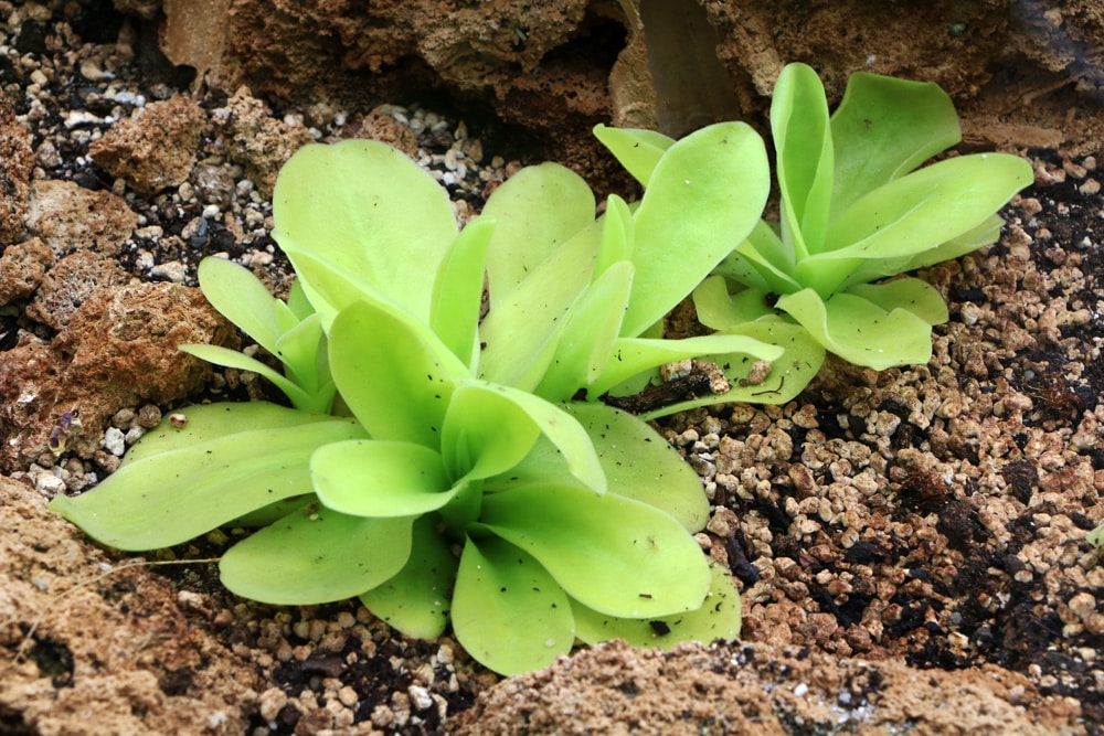 Fettkraut - Pinguicula