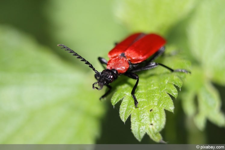 Feuerkafer Im Garten