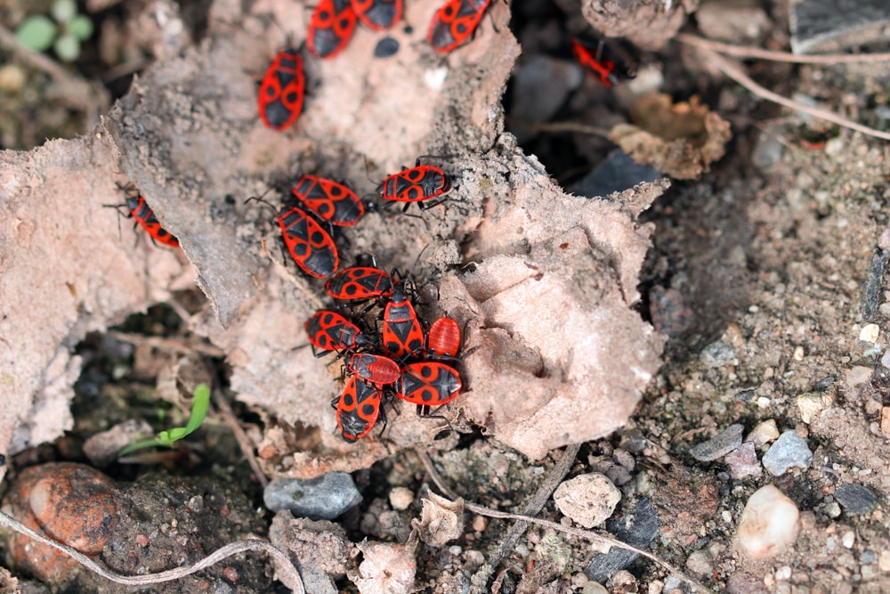 Feuerwanzen - Pyrrhocoridae