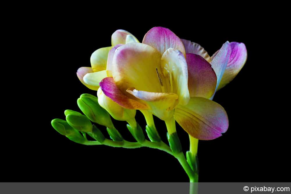 Freesien - Freesia