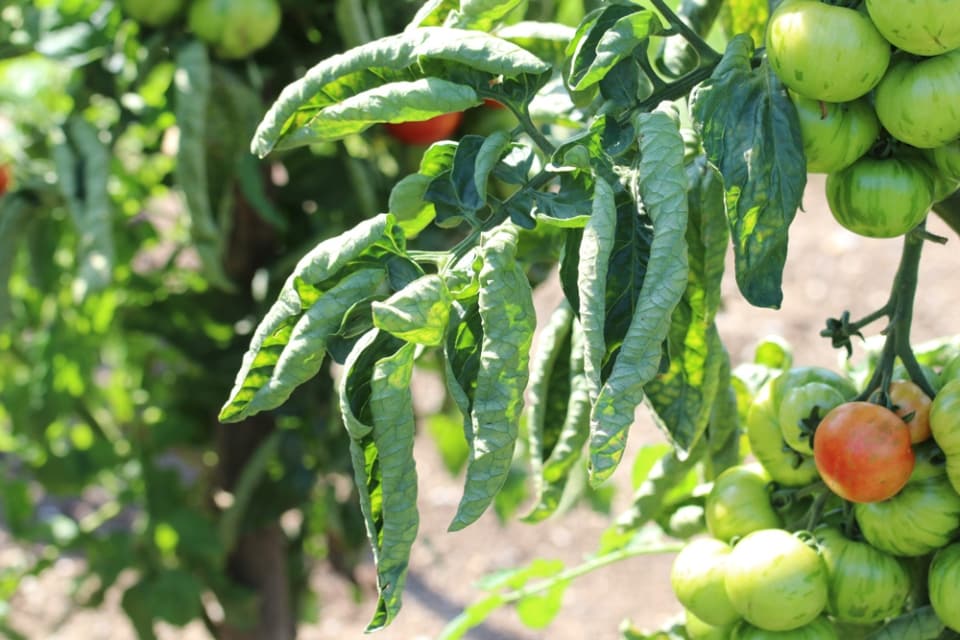 Tomate Eingerollte Blãtter