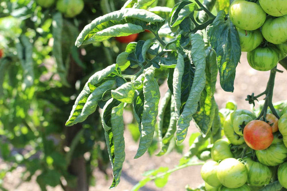 gekräuseltes Tomatenblatt