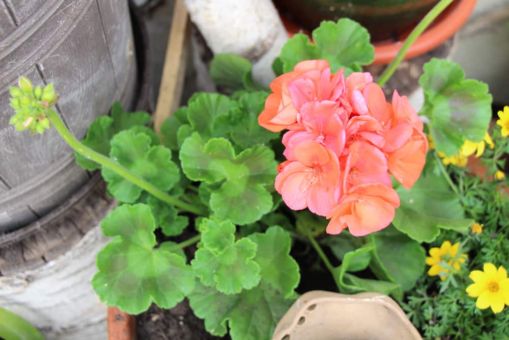 Geranie - Pelargonie - Pelargonium