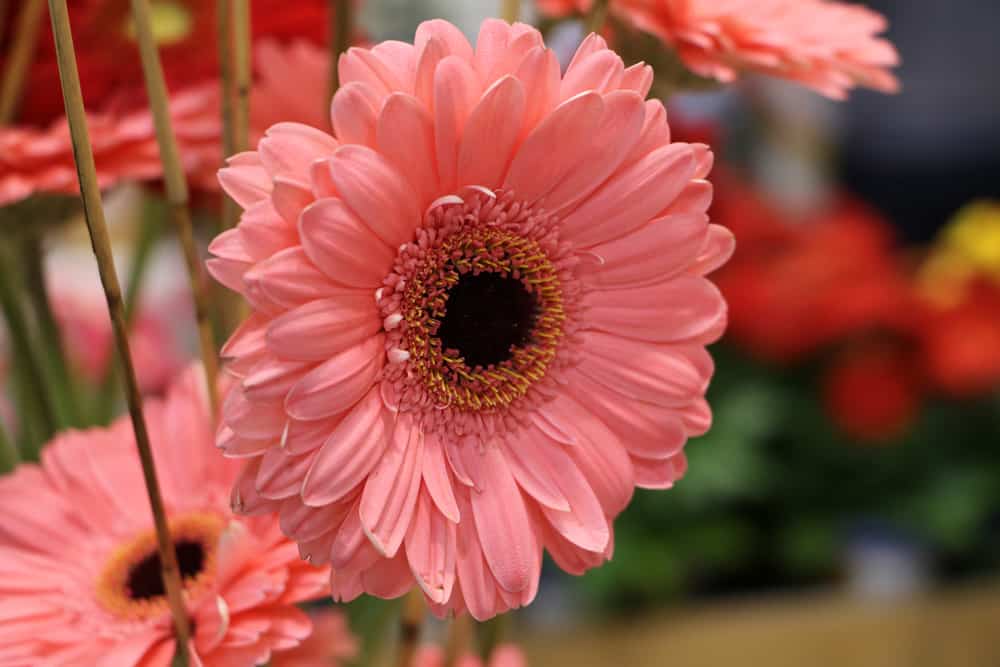 Gerbera jamesonii