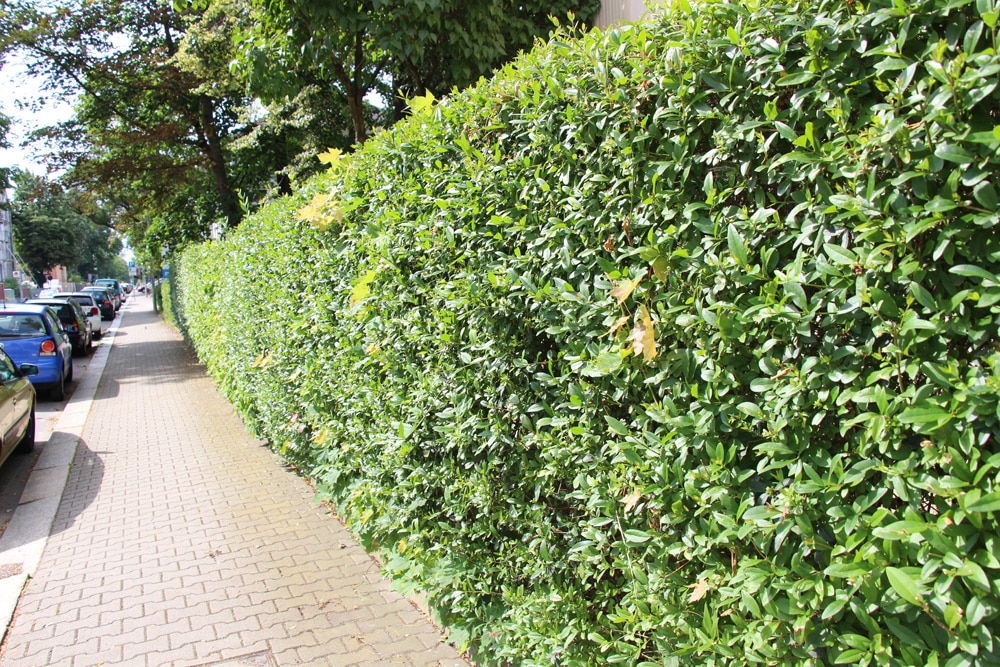 Ligusterhecke