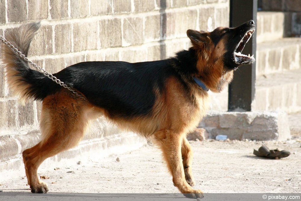 Hundeabwehr