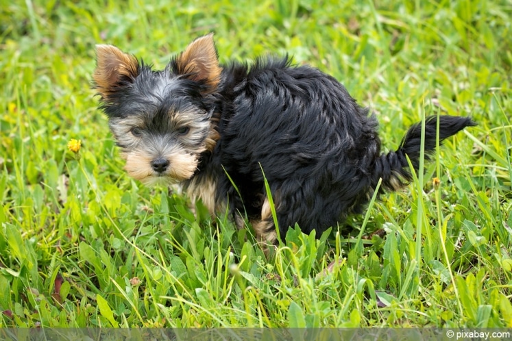 Hundekot im Garten was tun? So verhindern Sie lästige Hundehaufen