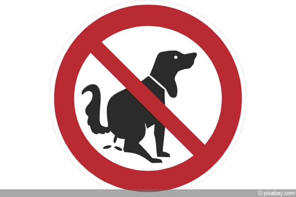 Hundekot im Garten was tun? So verhindern Sie lästige Hundehaufen
