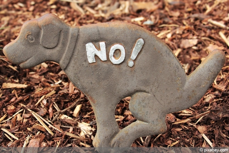 Hundekot im Garten was tun? So verhindern Sie lästige Hundehaufen