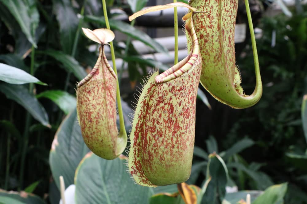 Karnivoren Kannenpflanze - Nepenthes alata