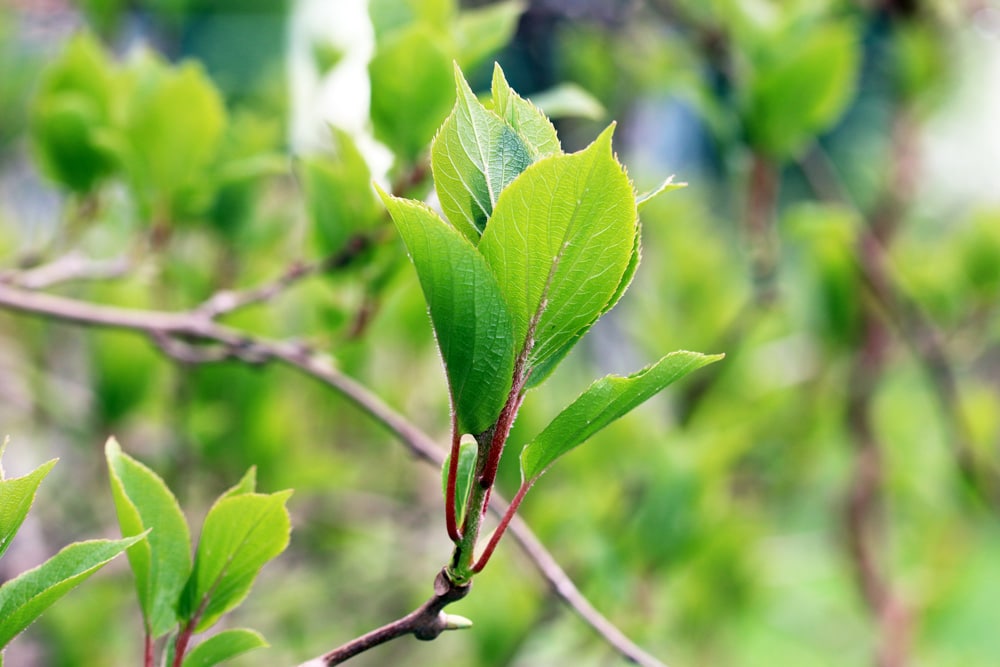 Kiwi - Actinidia deliciosa