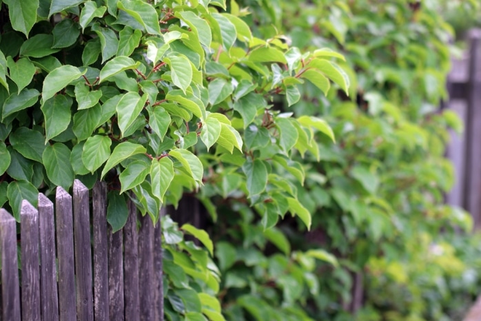 Kiwistrauch im Garten pflanzen - 10 besten Sorten, Pflege und Schneiden ...