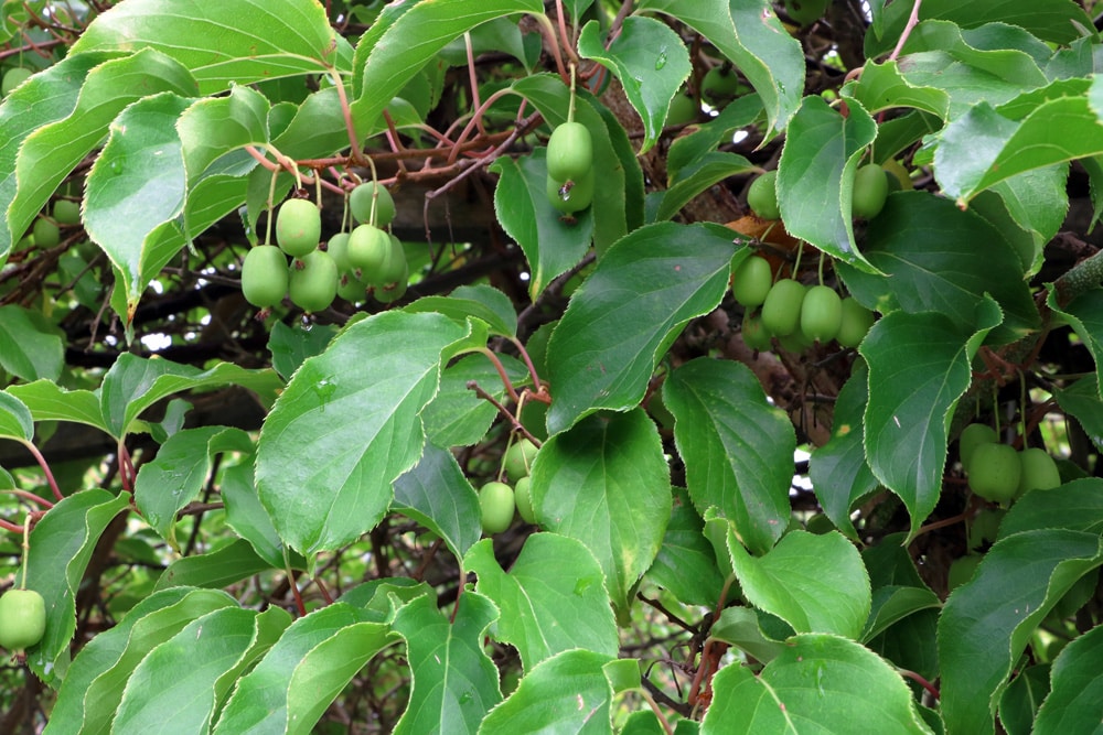 Kiwi - Actinidia deliciosa