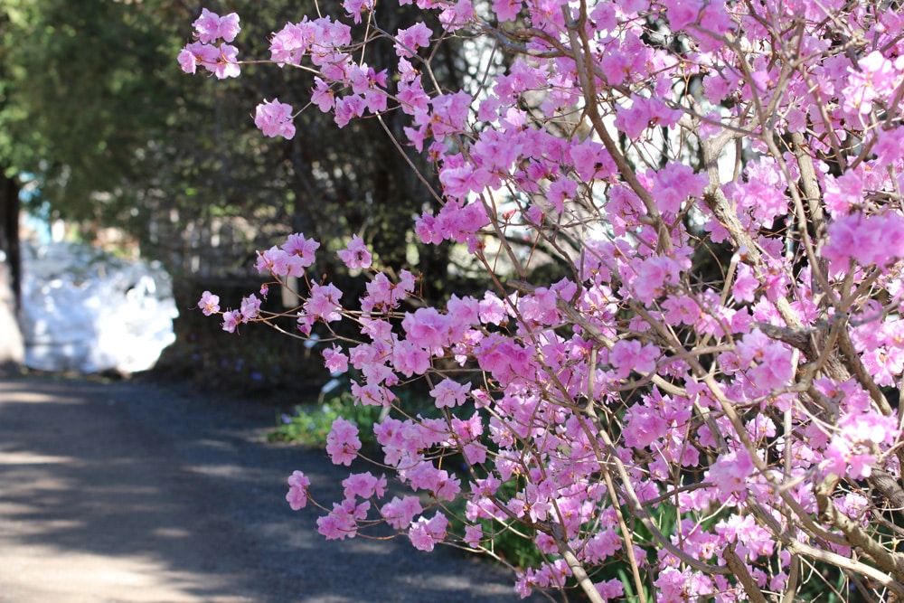 kleinspitzige Azalee - Rhododendron mucronulatum