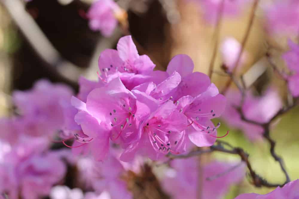 kleinspitzige Azalee - Rhododendron mucronulatum