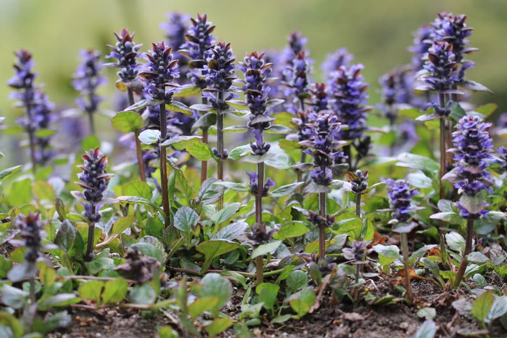 kriechender Günsel - Ajuga reptans - Kuckucksblume