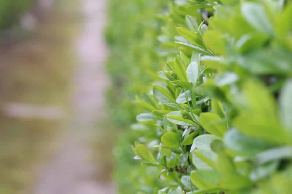 Thuja Hecke verschneiden wann ist das Schneiden verboten