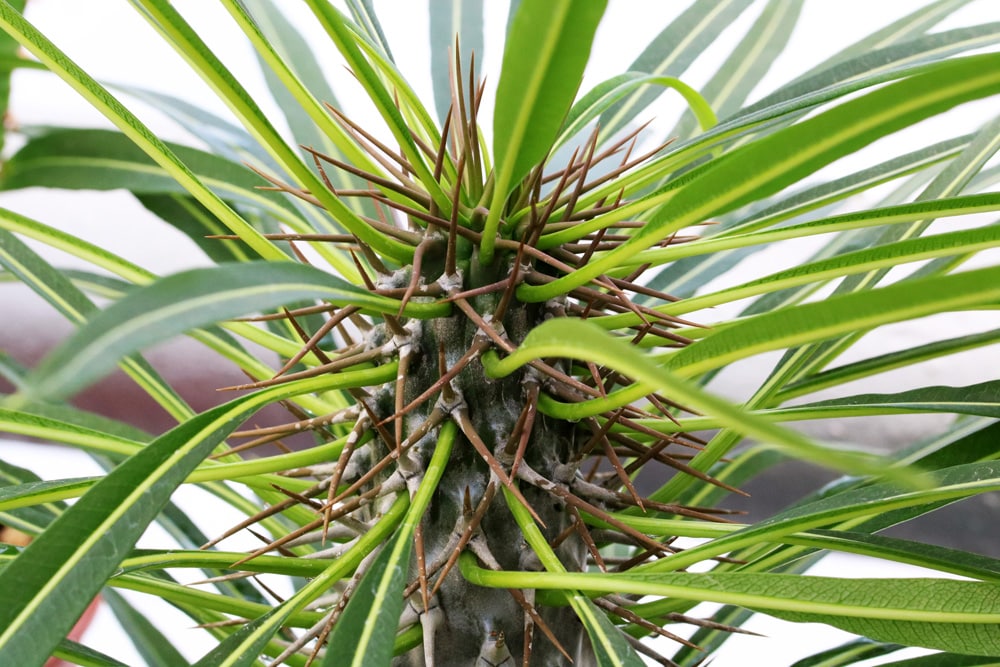 Madagaskarpalme - Pachypodium lamerei