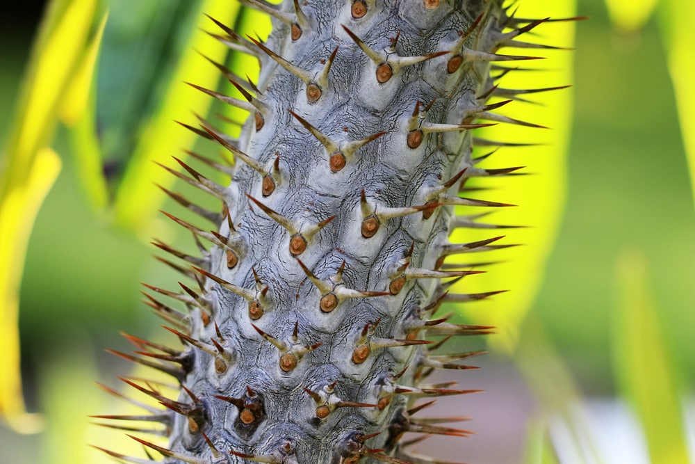 Madagaskarpalme - Pachypodium lamerei