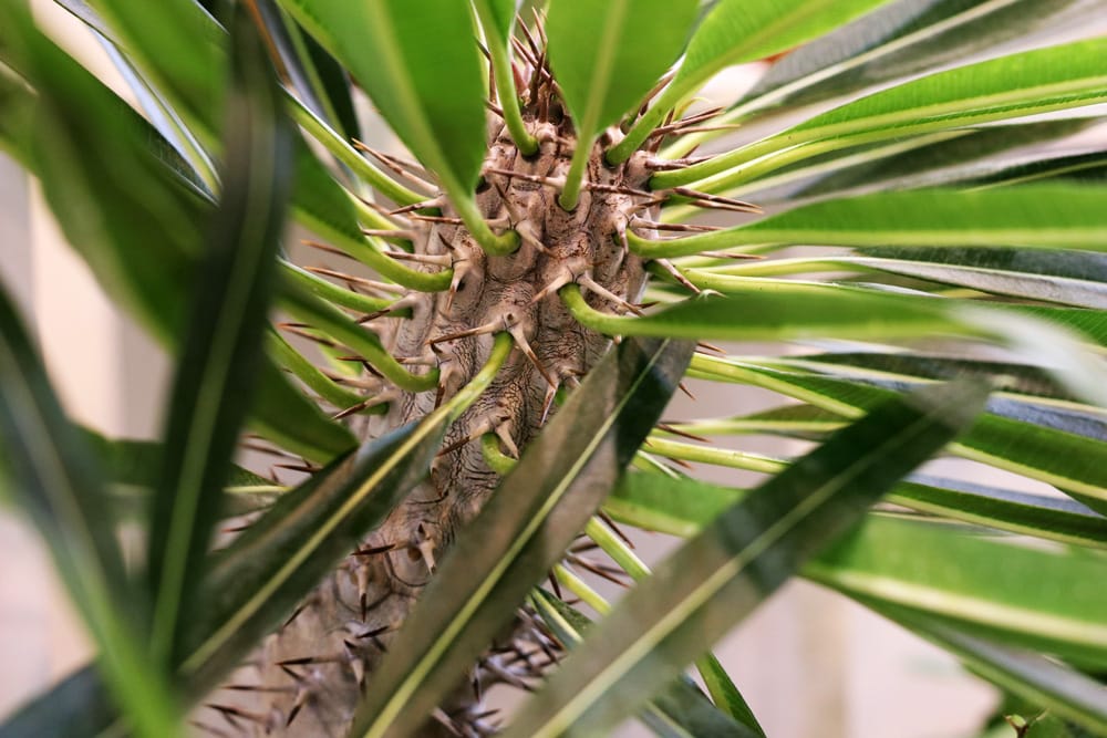 Madagaskarpalme - Pachypodium lamerei