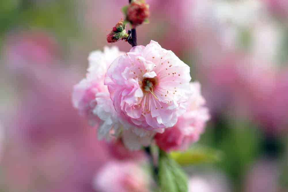 Mandelbaum - Prunus dulcis