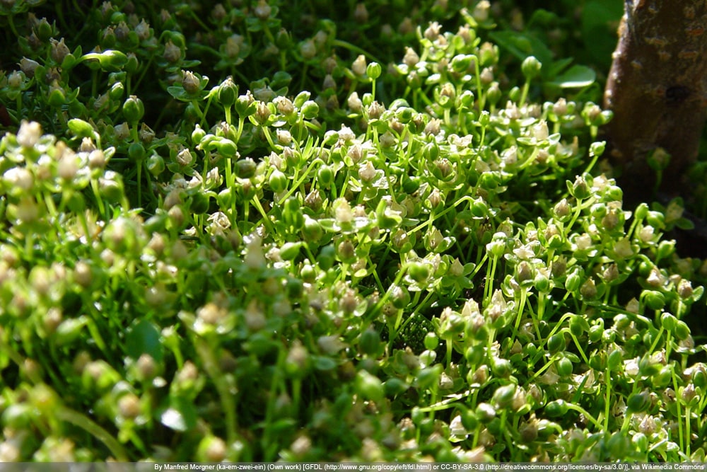 niederliegendes Mastkraut - Sagina procumbens