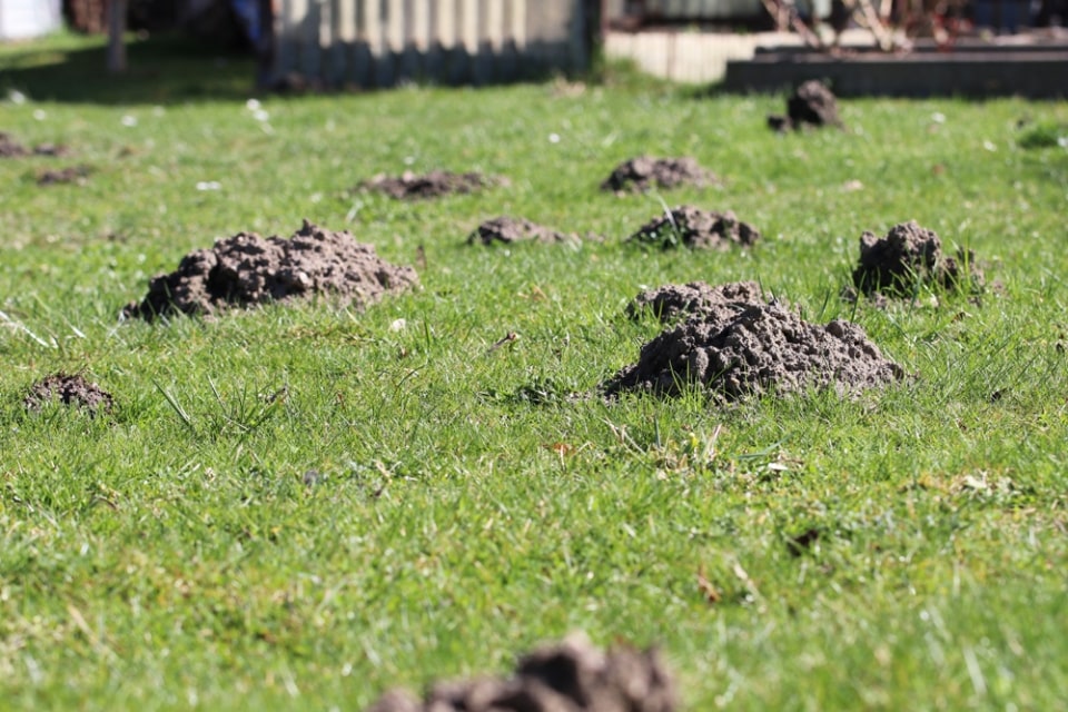 Maulwurfshügel im Garten entfernen aber richtig!