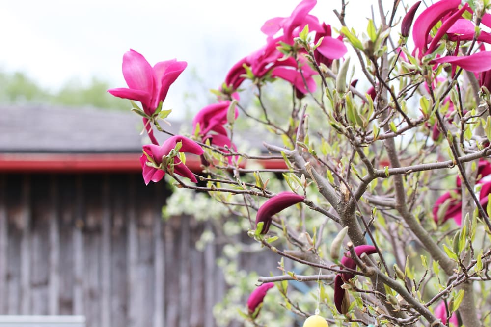 Purpur-Magnolie - Magnolia liliiflora