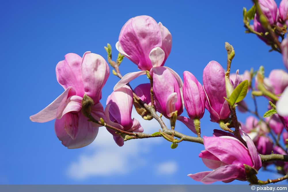 Purpur-Magnolie - Magnolia liliiflora