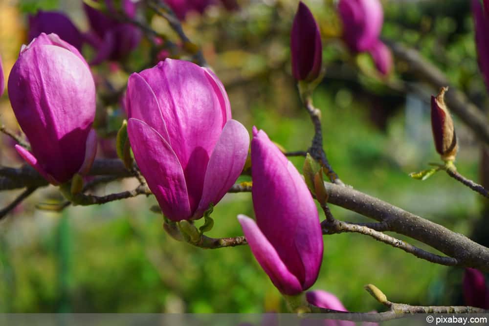 Purpur-Magnolie - Magnolia liliiflora