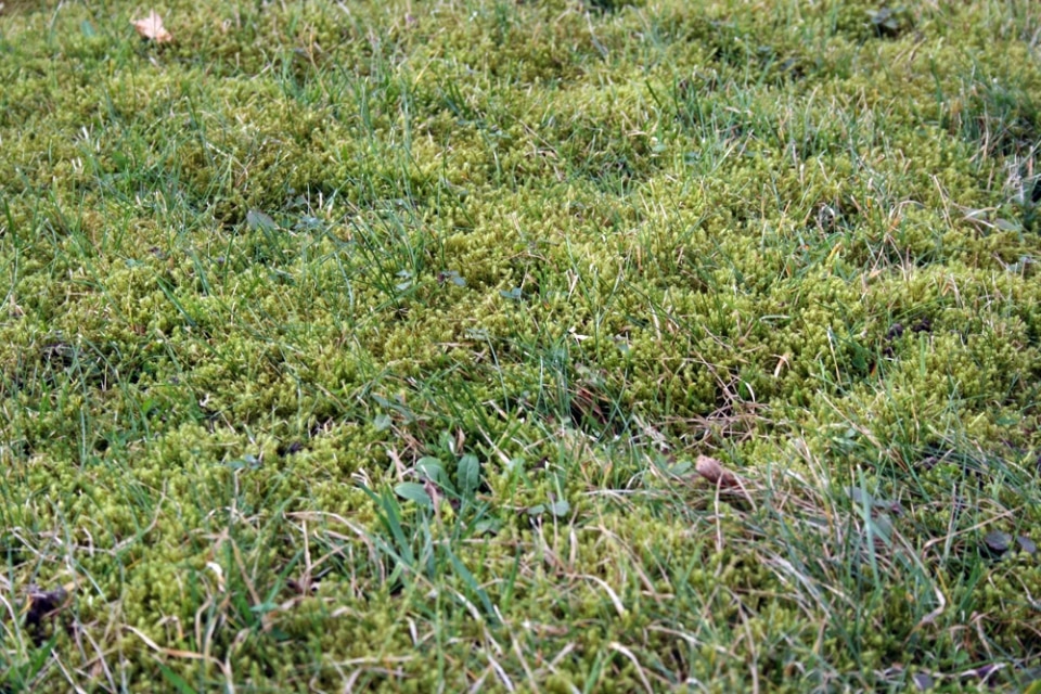 Kalkstickstoffdünger gegen Moos im Rasen Kalkstickstoff ausbringen