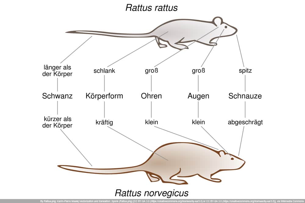 Ratte und Wanderratte im Vergleich
